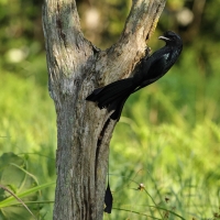 Dziwogon rajski - Greater Racket-tailed Drongo