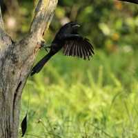 Dziwogon rajski - Greater Racket-tailed Drongo