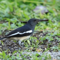 Sroczek zmienny - Oriental Magpie-Robin