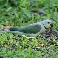 Aleksandretta seledynowa - Malabar Parakeet