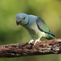 Aleksandretta seledynowa - Malabar Parakeet