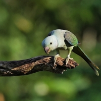 Aleksandretta seledynowa - Malabar Parakeet