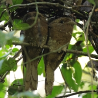 Gębal cejloński - Sri Lankan Frogmouth