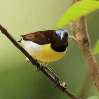 Nektarnik żółtobrzuchy - Purple-rumped Sunbird