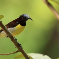 Nektarnik żółtobrzuchy - Purple-rumped Sunbird