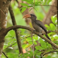 Dzioborożec szary - Malabar Grey-Hornbill