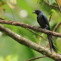 Dziwogon popielaty - Ashy Drongo