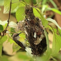 Nektarnik żółtobrzuchy - Purple-rumped Sunbird