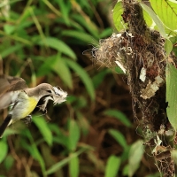 Nektarnik żółtobrzuchy - Purple-rumped Sunbird