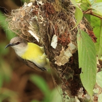Nektarnik żółtobrzuchy - Purple-rumped Sunbird
