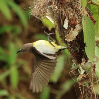 Nektarnik żółtobrzuchy - Purple-rumped Sunbird