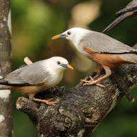 Szpak rdzawobrzuchy - Malabar Starling