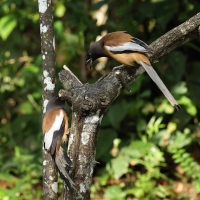 Srokówka jasnoskrzydła - Rufous Treepie