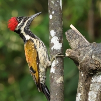 Sułtanik żółtogrzbiety - Black-rumped Flameback