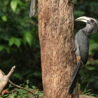 Dzioborożec szary - Malabar Grey-Hornbill