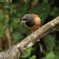 Srokówka jasnoskrzydła - Rufous Treepie