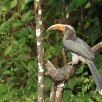 Dzioborożec szary - Malabar Grey-Hornbill