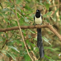 Srokówka białobrzucha - White-bellied Treepie