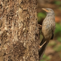 Tymal szarogłowy - Jungle Babbler