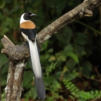 Srokówka białobrzucha - White-bellied Treepie