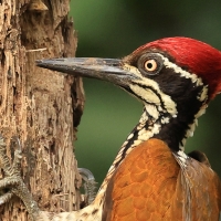 Sułtan indochiński - Greater flameback