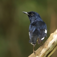Sroczek zmienny - Oriental Magpie-Robin
