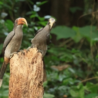 Dzioborożec szary - Malabar Grey-Hornbill