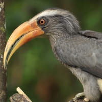 Dzioborożec szary - Malabar Grey-Hornbill
