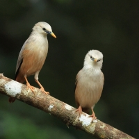 Szpak rdzawobrzuchy - Malabar Starling
