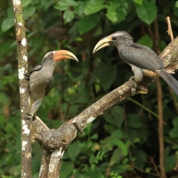 Dzioborożec szary - Malabar Grey-Hornbill