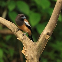 Srokówka jasnoskrzydła - Rufous Treepie