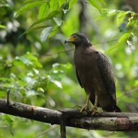 Weżojad czubaty - Crested Serpent-Eagle
