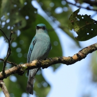 Modrówka seledynowa - Verditer Flycatcher