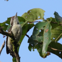 Dzięcioł brązowogłowy - Indian Pygmy Woodpecker