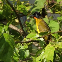 Bilbil rubinowy - Flame-throated Bulbul