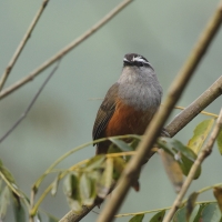 Malabarosójkownik rdzawoboczny - Kerala Laughingthrush