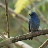 Modrówka turkusowa - Nilgiri Flycatcher