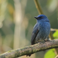 Modrówka turkusowa - Nilgiri Flycatcher