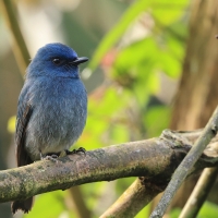 Modrówka turkusowa - Nilgiri Flycatcher