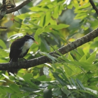 Łączniak żółtodzioby - Indian Scimitar-Babbler