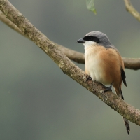 Dzierzba zmienna - Long-tailed Shrike