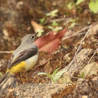 Pliszka górska - Grey Wagtail