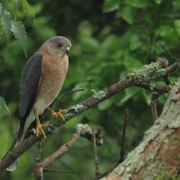 Krogulec mały - Shikra