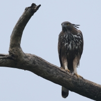 Wojownik indyjski - Changeable Hawk Eagle