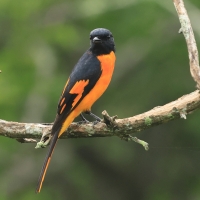 Purpurek ognisty - Flame Minivet