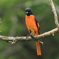 Purpurek ognisty - Flame Minivet