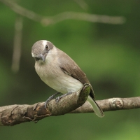 Kruczodzierzb mały - Common Woodshrike