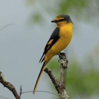 Purpurek ognisty - Flame Minivet