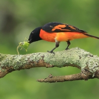 Purpurek ognisty - Flame Minivet