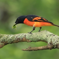 Purpurek ognisty - Flame Minivet